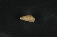 藏品(川蜷)的圖片